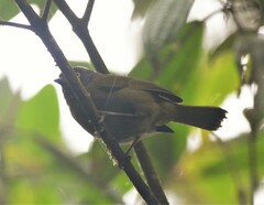 Chlorospingus semifuscus