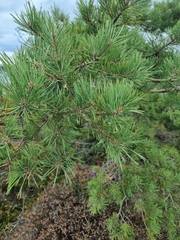 Pinus mugo