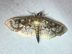 Herpetogramma thestealis