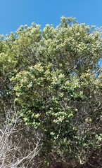 Pittosporum