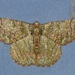 Lophophelma varicoloraria - Photo 由 dhfischer 所上傳的 (c) dhfischer，保留部份權利CC BY-NC