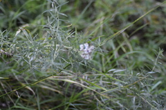 Achillea ptarmica