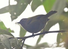 Chlorospingus semifuscus