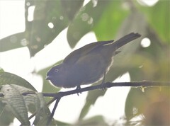 Chlorospingus semifuscus