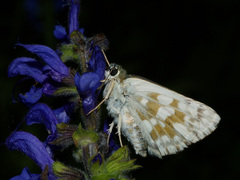 Muschampia tessellum