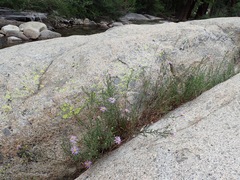 Symphyotrichum spathulatum