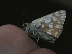 Muschampia tessellum