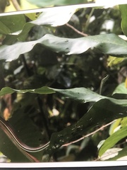 Dendrelaphis caudolineatus