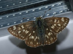 Muschampia tessellum