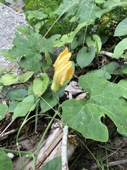 Cucurbita