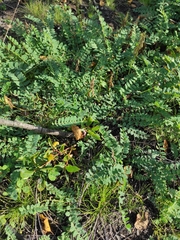 Astragalus alpinus