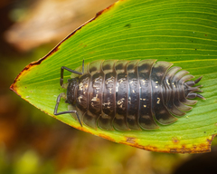 Oniscus asellus