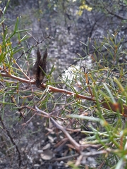 Hakea lissocarpha