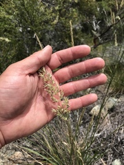Calamagrostis ophitidis