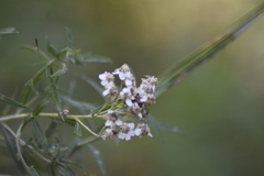 Achillea ptarmica