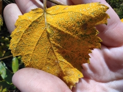 Melampsoridium betulinum