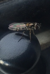 Allograpta hortensis