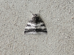 Catocala relicta
