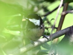 Periparus ater