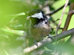 Periparus ater