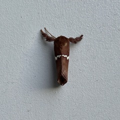 Monoleuca semifascia