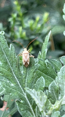 Adelphocoris lineolatus