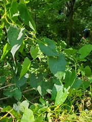 Fallopia