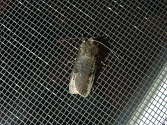 Euxoa velleripennis