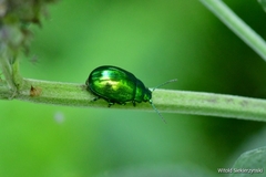 Chrysolina