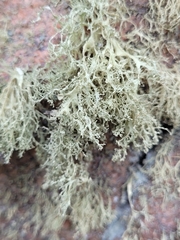 Ramalina intermedia