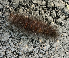 Erebidae