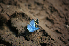Polyommatus amandus