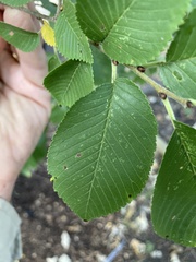 Ulmus rubra