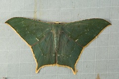 Maxates korintjiensis