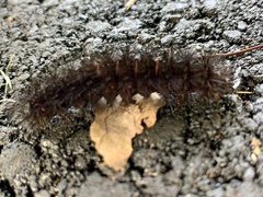 Erebidae