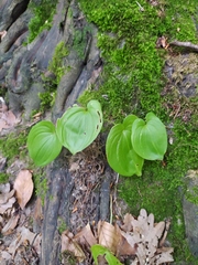 Maianthemum bifolium