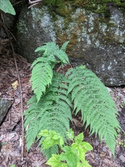 Dryopteris marginalis