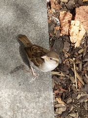 Passer domesticus