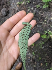 Dryopteris marginalis