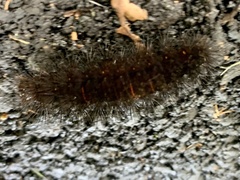 Erebidae