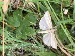 Agriphila selasella