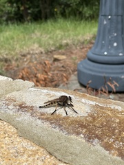 Promachus rufipes