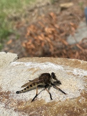 Promachus rufipes