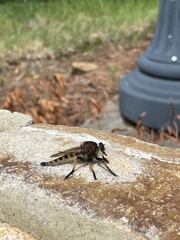Promachus rufipes
