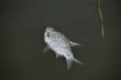 Barbonymus gonionotus