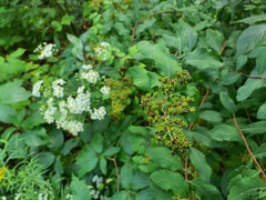 Spiraea alba