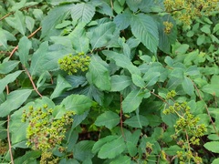 Spiraea alba