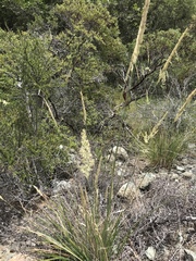 Calamagrostis ophitidis