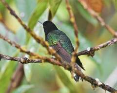 Boissonneaua jardini