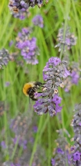 Bombus pascuorum